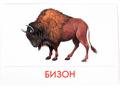 Дидактические карточки "Животные Северной Америки"