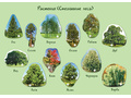 Магнитные карточки Растения России (87 растений)